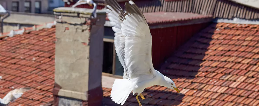 Residential Chimney Animal Removal Solution in Delano, CA